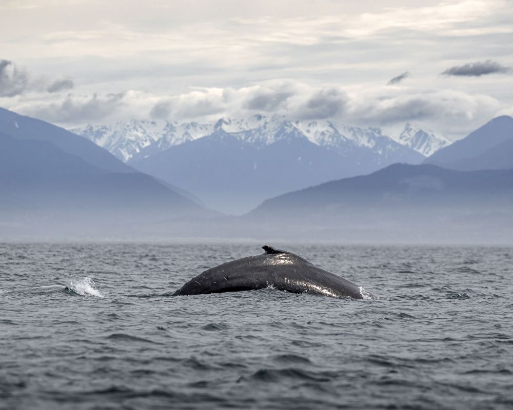 Humpback-whale-with-mountains-in-distance.jpg